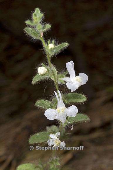 antirrhinum leptaleum 3 graphic